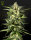 Green House Seed Co Jack Herer AUTO - 3 autoflowering Samen