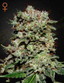 Green House Seed Co Kalashnikova - 3 feminized seeds