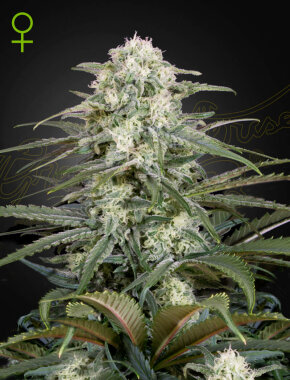 Green House Seed Co Kalashnikova AUTO - 3 autoflowering Samen