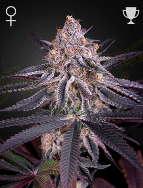 Green House Seed Co King’s Juice - 3 feminisierte...