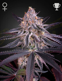 Green House Seed Co King’s Juice - 3 feminized seeds