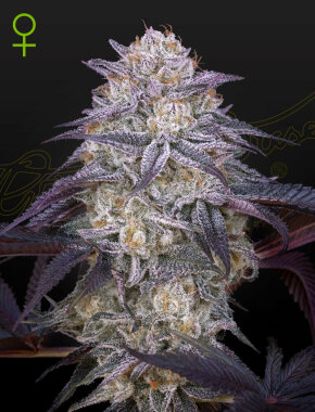 Green House Seed Co King’s Juice AUTO - 3...