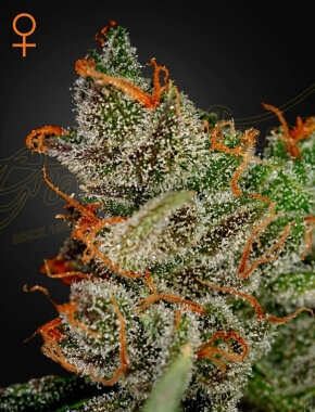 Green House Seed Co King’s Kush - 3 feminisierte Samen