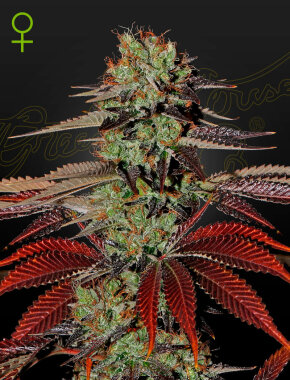 Green House Seed Co King’s Kush AUTO - 3...