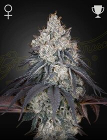 Green House Seed Co Lemon Orange - 3 feminisierte Samen