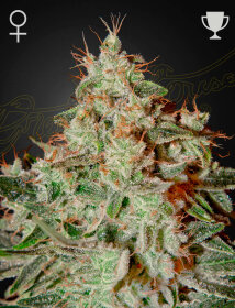 Green House Seed Co Lemon Skunk - 3 feminisierte Samen