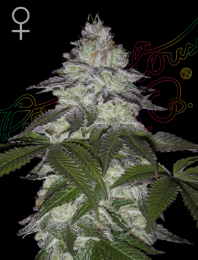 Green House Seed Co Milky Dreams - 3 feminisierte Samen