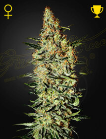 Green House Seed Co Nevilles Haze - 3 feminized seeds