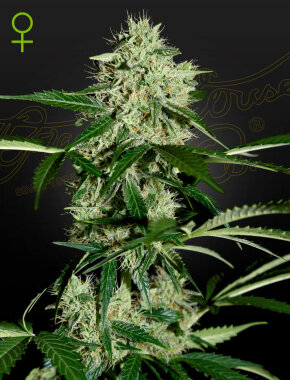 Green House Seed Co Northern Lights AUTO - 3...