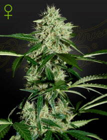 Green House Seed Co Northern Lights AUTO - 3 automated seeds