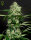 Green House Seed Co Northern Lights AUTO - 3 autoflowering Samen