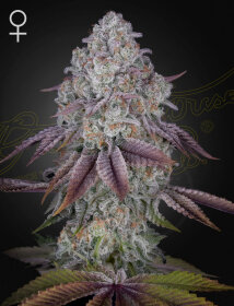 Green House Seed Co Persian Pie - 3 feminized seeds