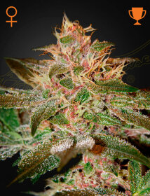 Green House Seed Co Pure Kush - 3 feminized seeds