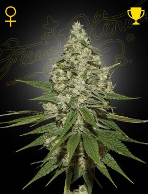 Green House Seed Co Super Lemon Haze - 3 feminisierte Samen