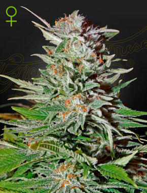 Green House Seed Co Super Lemon Haze AUTO - 3...