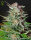 Green House Seed Co Super Lemon Haze AUTO - 3 autoflowering Samen