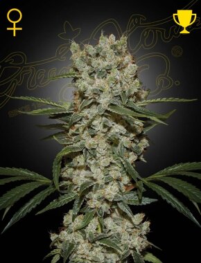 Green House Seed Co Super Silver Haze - 3 feminisierte Samen