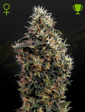 Green House Seed Co Sweet Mango AUTO - 3 automatisierte Samen