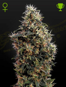 Green House Seed Co Sweet Mango AUTO - 3 automated seeds