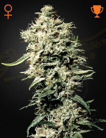 Green House Seed Co White Rhino - 3 feminized seeds