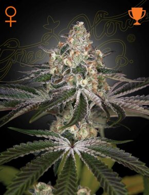 Green House Seed Co White Widow - 3 feminisierte Samen