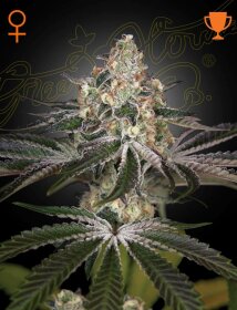 Green House Seed Co White Widow - 3 feminized seeds