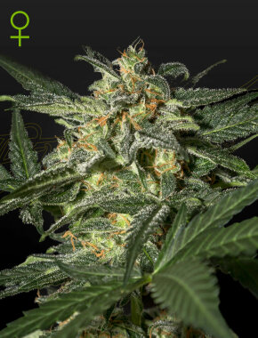 Green House Seed Co White Widow AUTO - 3 automatisierte...