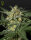 Green House Seed Co White Widow AUTO - 3 autoflowering Samen