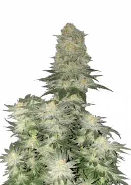 Fast Buds Wedding Cheesecake Fastflowering - 3...