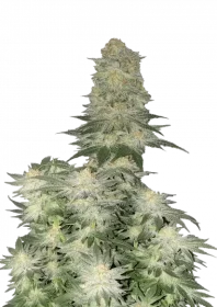 Fast Buds Wedding Cheesecake Fastflowering - 3 autoflowering Samen