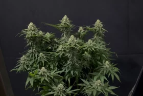 Fast Buds Wedding Cheesecake Fastflowering - 3 autoflowering Samen