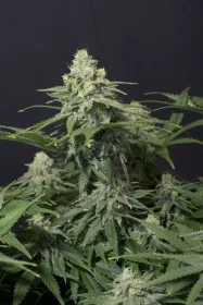 Fast Buds Wedding Cheesecake Fastflowering - 3 autoflowering Samen