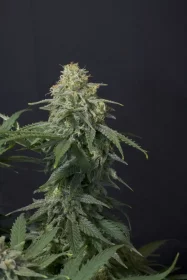 Fast Buds Wedding Cheesecake Fastflowering - 3 autoflowering Samen