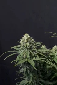 Fast Buds Wedding Cheesecake Fastflowering - 3 autoflowering Samen