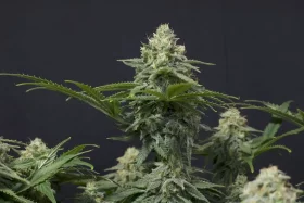 Fast Buds Wedding Cheesecake Fastflowering - 3 autoflowering Samen