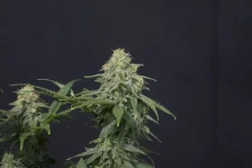 Fast Buds Wedding Cheesecake Fastflowering - 3 autoflowering Samen