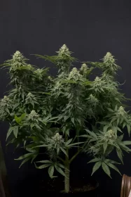 Fast Buds Wedding Cheesecake Fastflowering - 3 autoflowering Samen