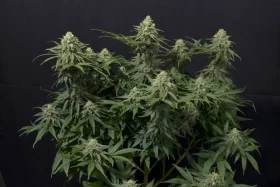 Fast Buds Wedding Cheesecake Fastflowering - 3 autoflowering Samen