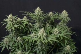 Fast Buds Wedding Cheesecake Fastflowering - 3 autoflowering Samen