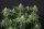 Fast Buds Wedding Cheesecake Fastflowering - 3 autoflowering Samen