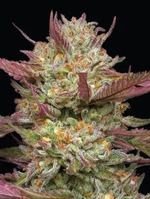 Humboldt Seed Company Blueberry Pancakes - 5 feminized seeds