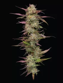 Humboldt Seed Company Blueberry Pancakes - 5 feminisierte Samen