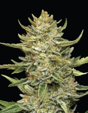 Humboldt Seed Company California Sour Diesel - 5...