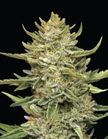 Humboldt Seed Company California Sour Diesel - 5 feminisierte Samen