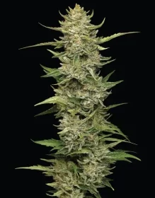 Humboldt Seed Company California Sour Diesel - 5 feminisierte Samen