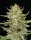 Humboldt Seed Company California Sour Diesel - 5 feminisierte Samen