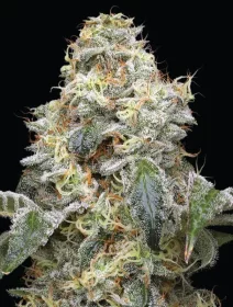 Humboldt Seed Company Farmer’s Daughter - 5 feminized seeds