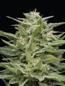 Humboldt Seed Company Hella Jelly - 5 feminized seeds