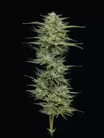 Humboldt Seed Company Hella Jelly - 5 feminisierte Samen