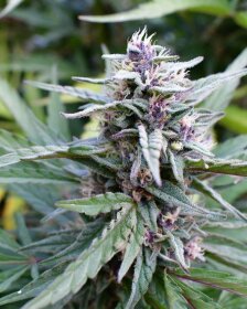 Humboldt Seed Company Hi-Biscus - 5 feminized seeds